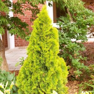 Tuja západna (Thuja occidentalis) ´SUNNY SMARAGD´® - výška 30-50 cm, kont. C3L